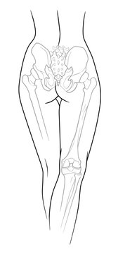 A fragment of the female body, backside - the lower back, pelvis and legs below the knee to the skeletal elements, rear view. On a white background.