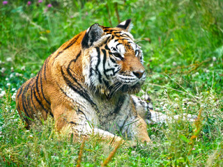 Obraz premium Tigre
