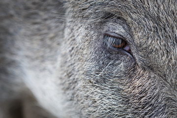 Eye of wild boar