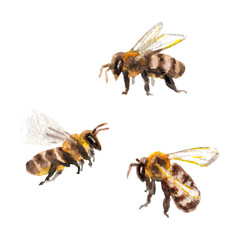 Raster realistic watercolor set of some bees isolated on white. Animal and biological themes, entomologic image for thematic sources, design element, summer decoration.