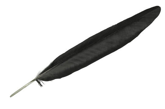 Single black bird feather isolated on a white background