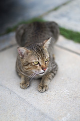 cat sitting on concrete floor