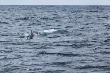 Obraz premium Body Part Whale at Ocean