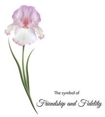 Изысканные цветы, бело-розовые ирисы. Символ дружбы и верности.