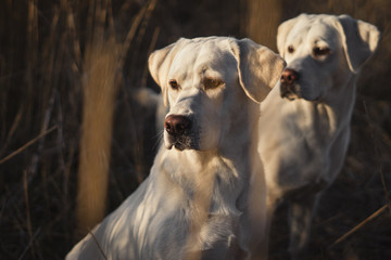 Zwei junge labrador retriever Hunde Welpen auf einem Feld glücklich zusammen in der Sonne 