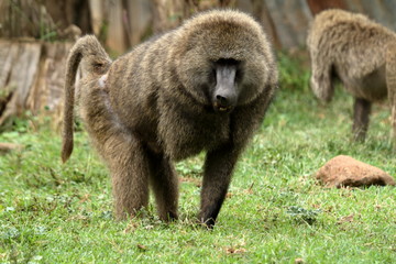 Paviane in der afrikanischen Savanne in Kenia
