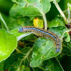 Hairy blue caterpillar of malacosoma neustria sits on an apple tree sheet