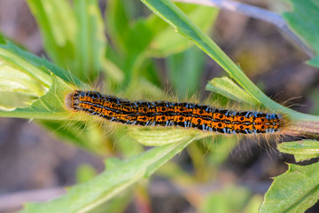 Hairy caterpillar of malacosoma castrense crawling a branch of grass