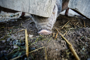 Minipigs on the Farm