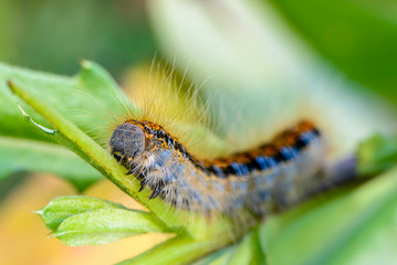 Hairy caterpillar of malacosoma castrense crawling a branch of grass