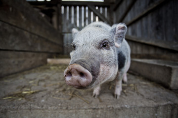 Minipigs on the Farm