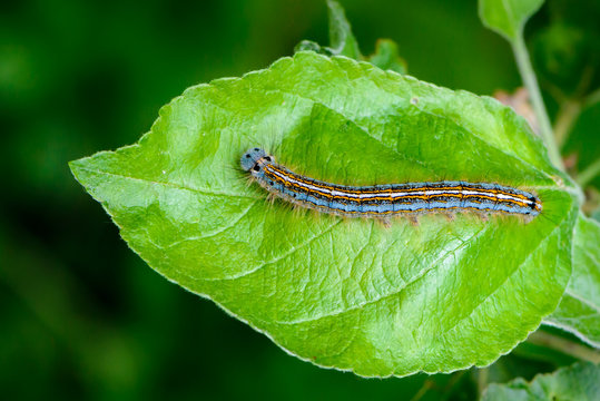 Hairy blue caterpillar of malacosoma neustria sits on an apple tree sheet