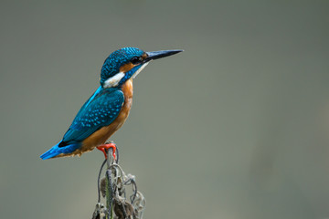 Common Kingfisher Portrait With Black Background