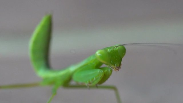 Closeup macro of green grasshopper over gray blurred background