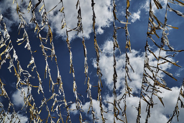 Ornate, colorful ribbons on the background of clouds and sky.