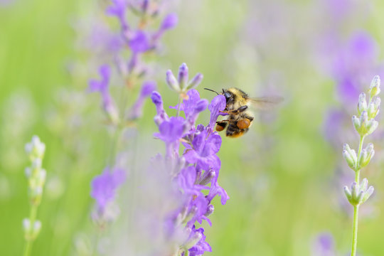Bumblebee picking pollen lavender flower. Beauty natural green background.