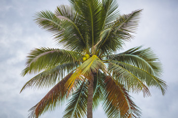 Fototapeta na wymiar Branches of coconut trees under the blue sky