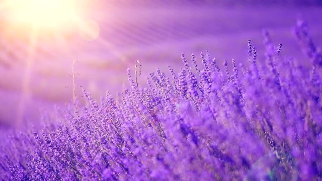 Lavender field in Provence, France. Blooming violet fragrant lavender flowers swaying on wind. 4K UHD video 3840x2160
