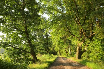 Dirt road between the oak trees at dawn