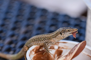 Wall lizard with tongue to the side of mouth eating chocolate ice cream from discarded tub