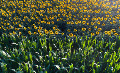 Sunflower and corn field © Budimir Jevtic