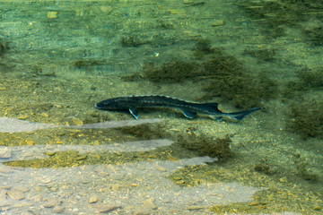 st&ouml;r in einem see