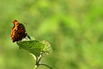 C-Falter (Polygonia c-album) auf Großer Klette (Arctium lappa)
