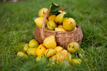  ripe pears  in  heap