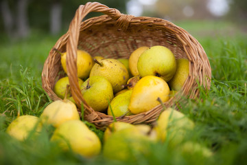 pears  on   green grass.