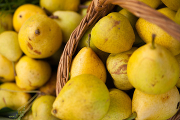 Beautiful ripe pears
