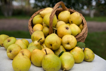 Beautiful ripe pears
