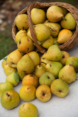 yellow pears  on   white table