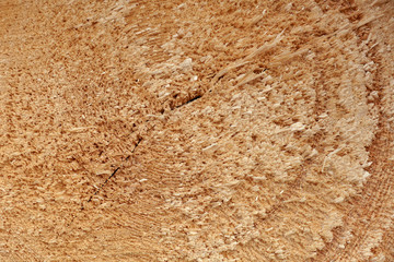 Close-up round cut down cross section tree log with annual rings wood texture pattern