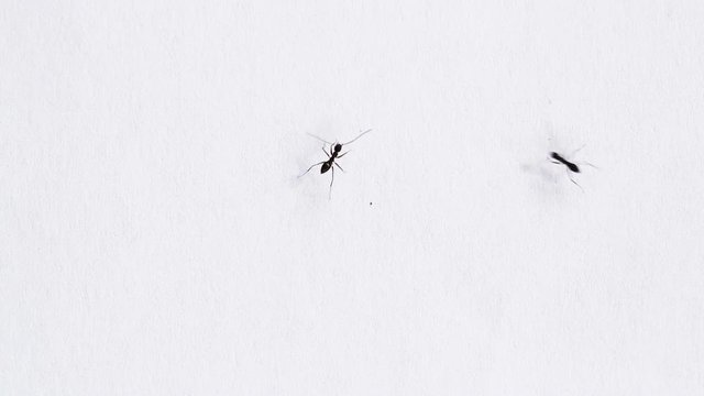 Closeup of moving black ants isolated on white background