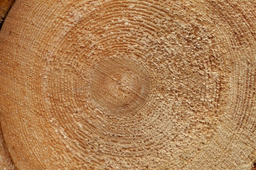 Naklejka premium Close-up round cut down cross section tree log with annual rings wood texture pattern
