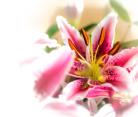 Fototapeta premium Szablon wizytówki kwiaciarnia z miejscem na logo