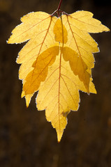 Detail image of fall colored leaf