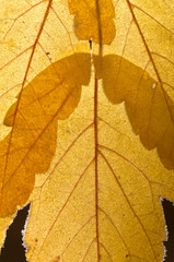 Detail image of fall colored leaf