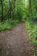 Fototapeta na wymiar Walking path in forest