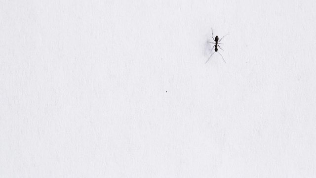 Closeup of moving black ants isolated on white background