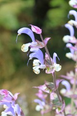 Szałwia muszkatołowa - Salvia sclarea