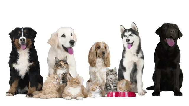 Group of dogs and kittens on white background