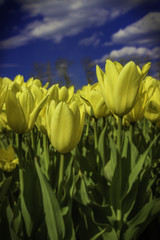 Close up of yellow sunny tulips