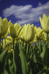 Beautiful view of yellow sunny tulips