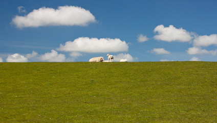 Schafe Nordsee