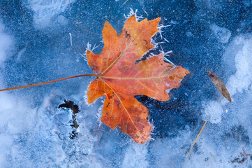 Close-up detail images of fall colored leaves
