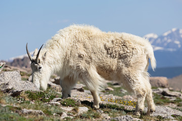 Mountain Goats in the Colorado Rocky Mountains