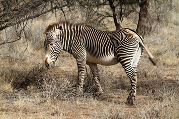 Fototapeta na wymiar Zebra in der Savanne von Afrika