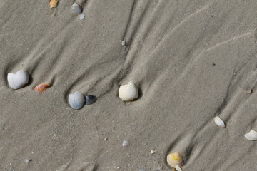 Fototapeta na wymiar Broken seashells on wet sand beach at sun summer day