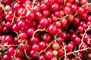 Red ripe currants on a dark background. Droplets of water.